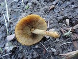 Pholiota granulosa image