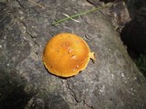 Pholiota granulosa image