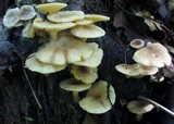 Lactarius cinereus image