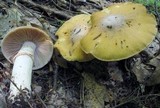 Cortinarius caperatus image