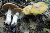 Cortinarius caperatus image