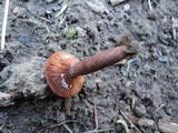 Lactarius rufus var. parvus image