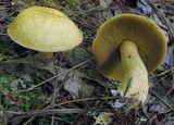 Suillus punctipes image
