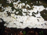 Trametes membranacea image