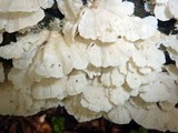 Trametes membranacea image