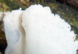 Trametes membranacea image