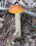 Boletus longicurvipes image