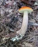 Boletus longicurvipes image
