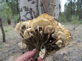 Flammulina populicola image