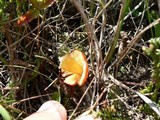 Hygrocybe miniata image