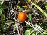 Hygrocybe miniata image