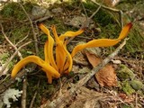 Clavulinopsis fusiformis image