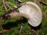 Clitocybe fragrans image