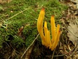 Clavulinopsis fusiformis image