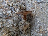 Coltricia cinnamomea image
