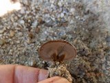 Coltricia cinnamomea image