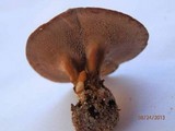 Coltricia cinnamomea image