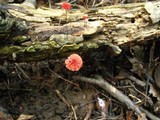 Marasmius pulcherripes image