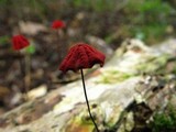 Marasmius pulcherripes image