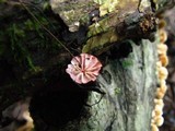 Marasmius pulcherripes image