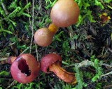 Cortinarius harrisonii image