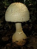 Amanita ravenelii image