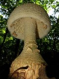 Amanita ravenelii image