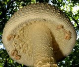 Amanita ravenelii image