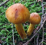 Cortinarius limonius image