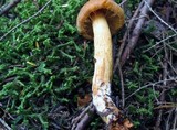 Cortinarius limonius image