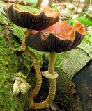 Leratiomyces squamosus image