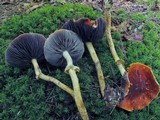 Leratiomyces squamosus image