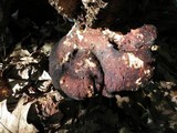 Piptoporus quercinus image