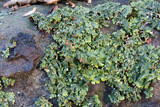 Lobaria quercizans image