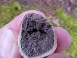 Scleroderma bovista image