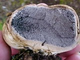 Scleroderma laeve image
