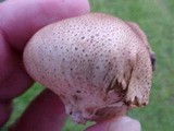 Scleroderma bovista image