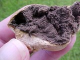 Scleroderma bovista image