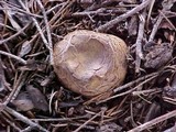 Scleroderma areolatum image