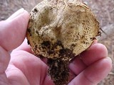 Scleroderma areolatum image