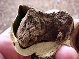 Scleroderma areolatum image