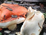 Gyroporus ballouii image