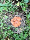 Tylopilus balloui image