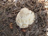 Amanita ravenelii image