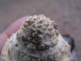 Amanita ravenelii image