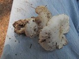 Amanita subcokeri image