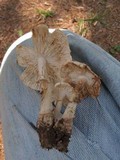 Amanita subcokeri image