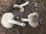 Amanita spreta image