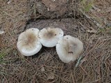 Amanita spreta image