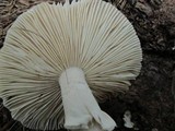 Amanita spreta image